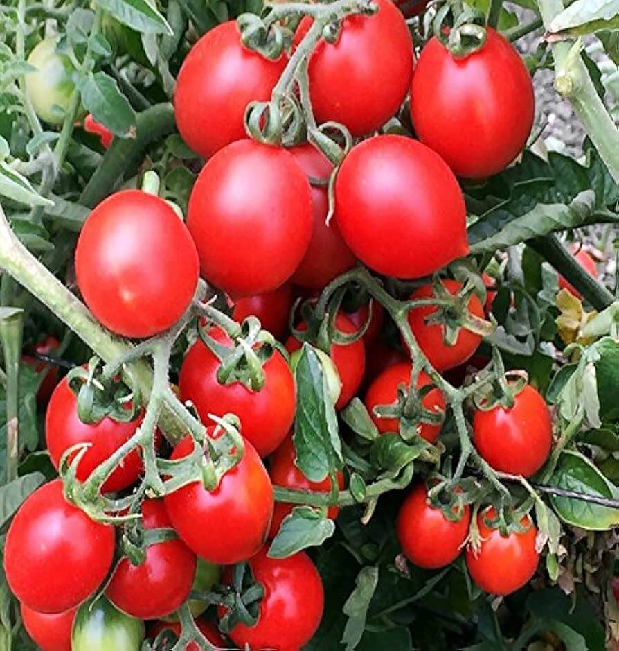 Grappoli D'Inverno Winter Cherry Tomato Seeds
