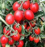 Grappoli D'Inverno Winter Cherry Tomato Seeds