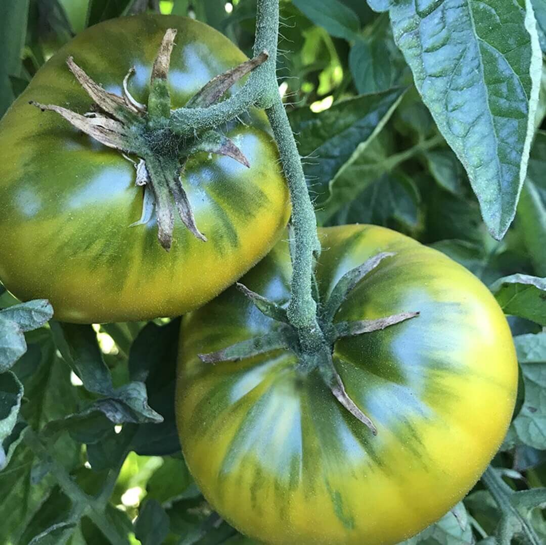 Green Cherokee Tomato Seeds