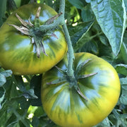 Green Cherokee Tomato Seeds