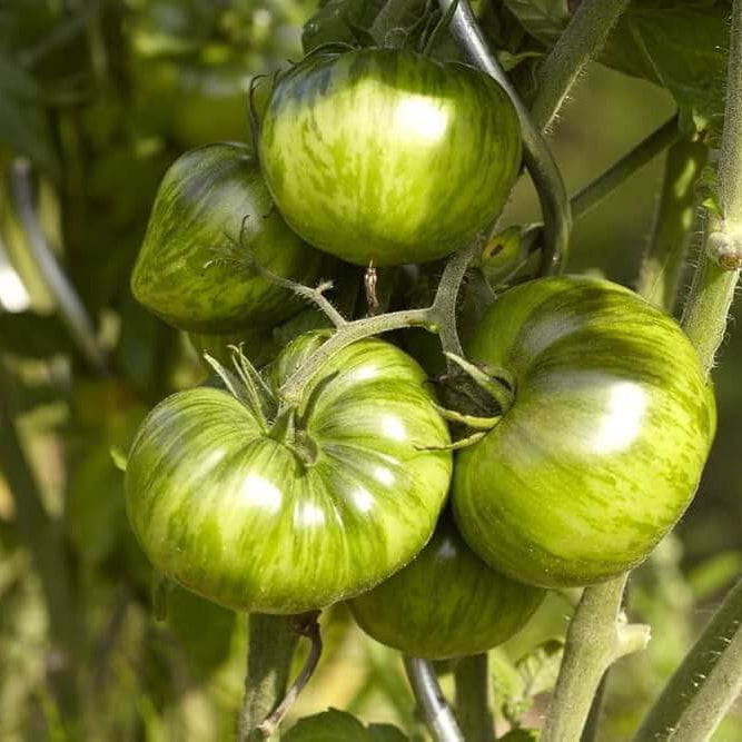 Green White Tomato Seeds