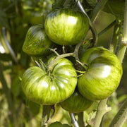 Green White Tomato Seeds