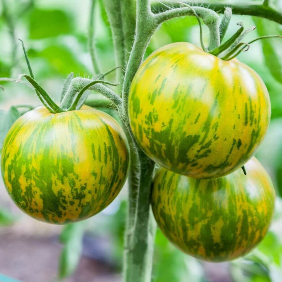 Green Zebra Cherry Tomato Seeds