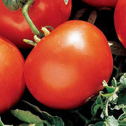 Heidi Tomato Seeds
