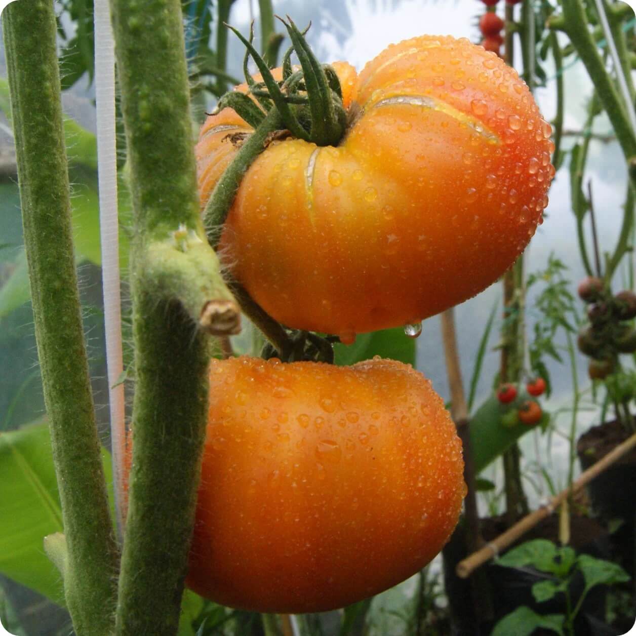 Hillbilly Potato Leaf Tomato Seeds
