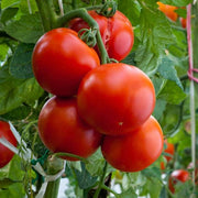 Homestead Tomato Seeds