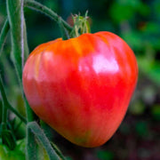 Hungarian Heart Tomato Seeds