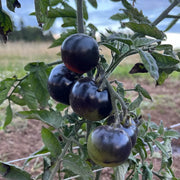 Indigo Rose Tomato Seeds