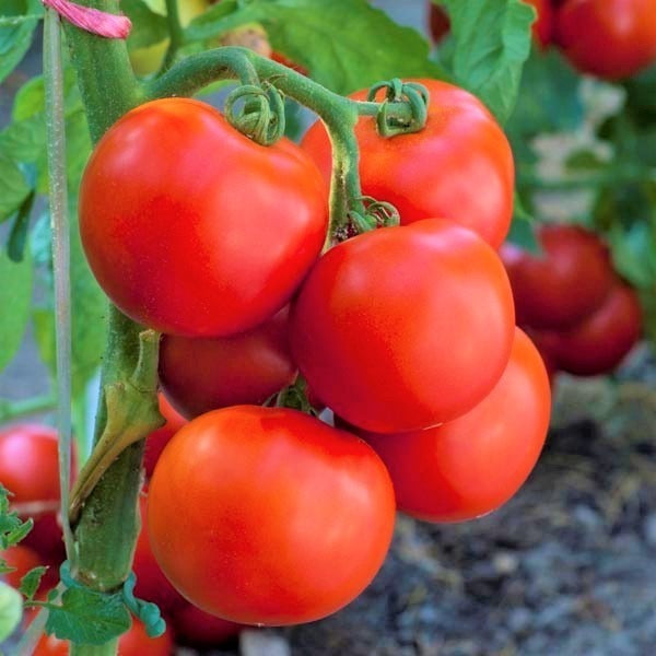 Jet Star Tomato Seeds