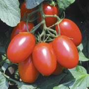 Juliet Tomato Seeds