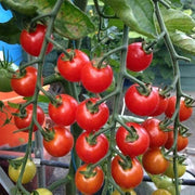 Kremenchugskiy Tomato Seeds