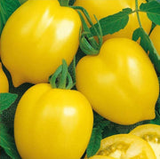 Lemon Tree Tomato Seeds