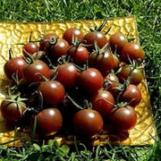 Light Brown Tomato Seeds