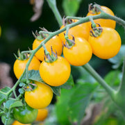 Light Yellow Tomato Seeds