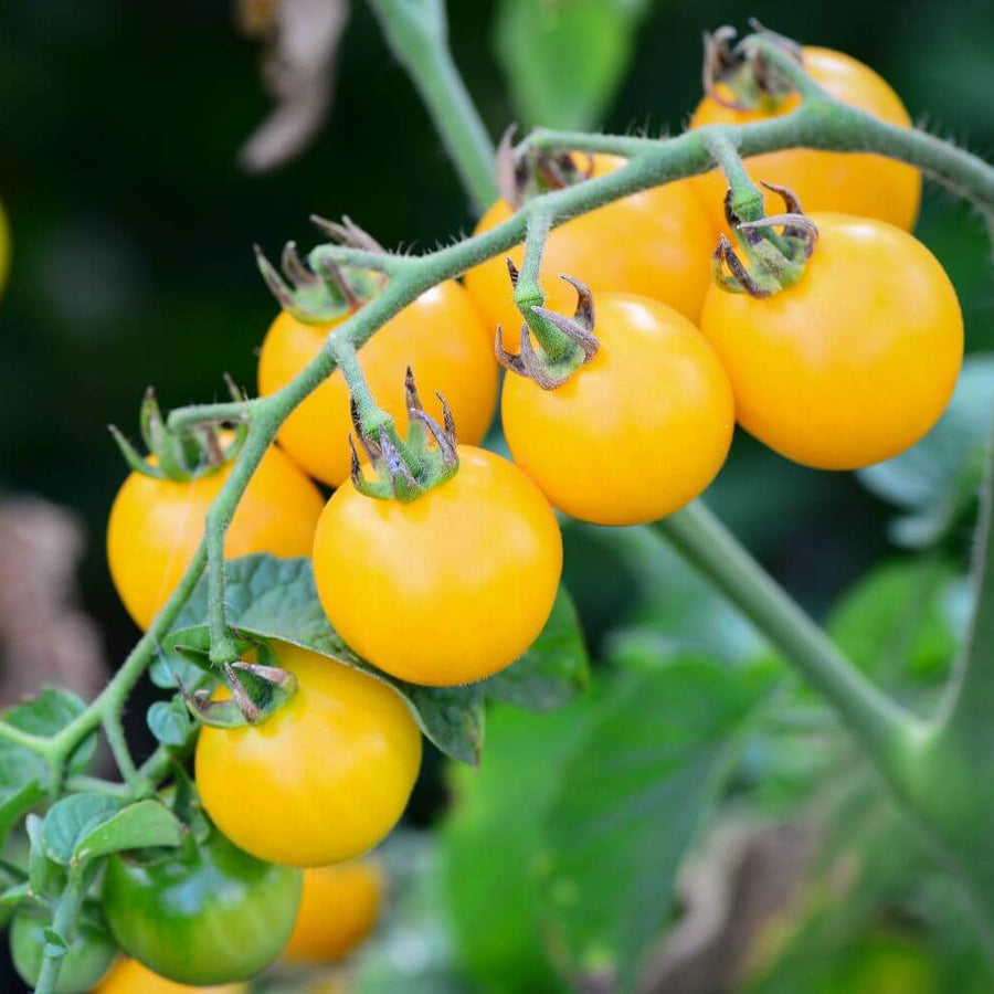 Light Yellow Tomato Seeds
