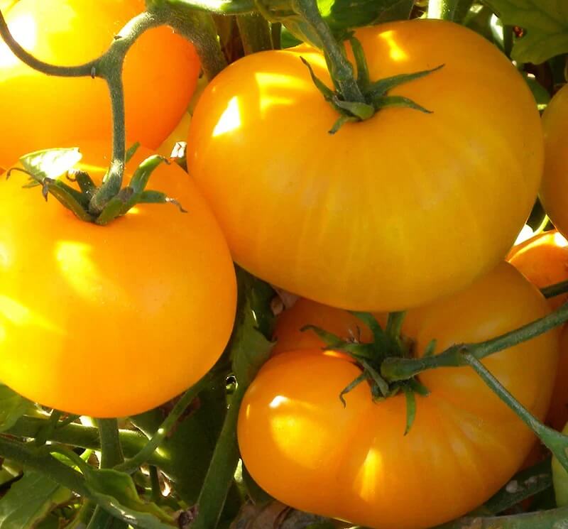 Light Yellow Giant Tomato Seeds