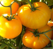 Light Yellow Giant Tomato Seeds