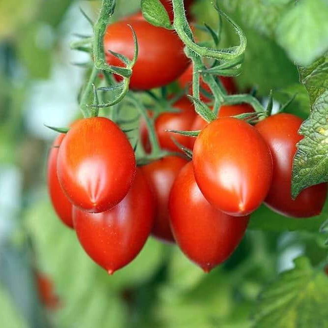 Long Cluster Tomato Seeds