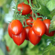 Long Cluster Tomato Seeds