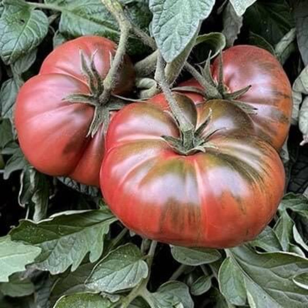 Maroon Red Tomato Seeds