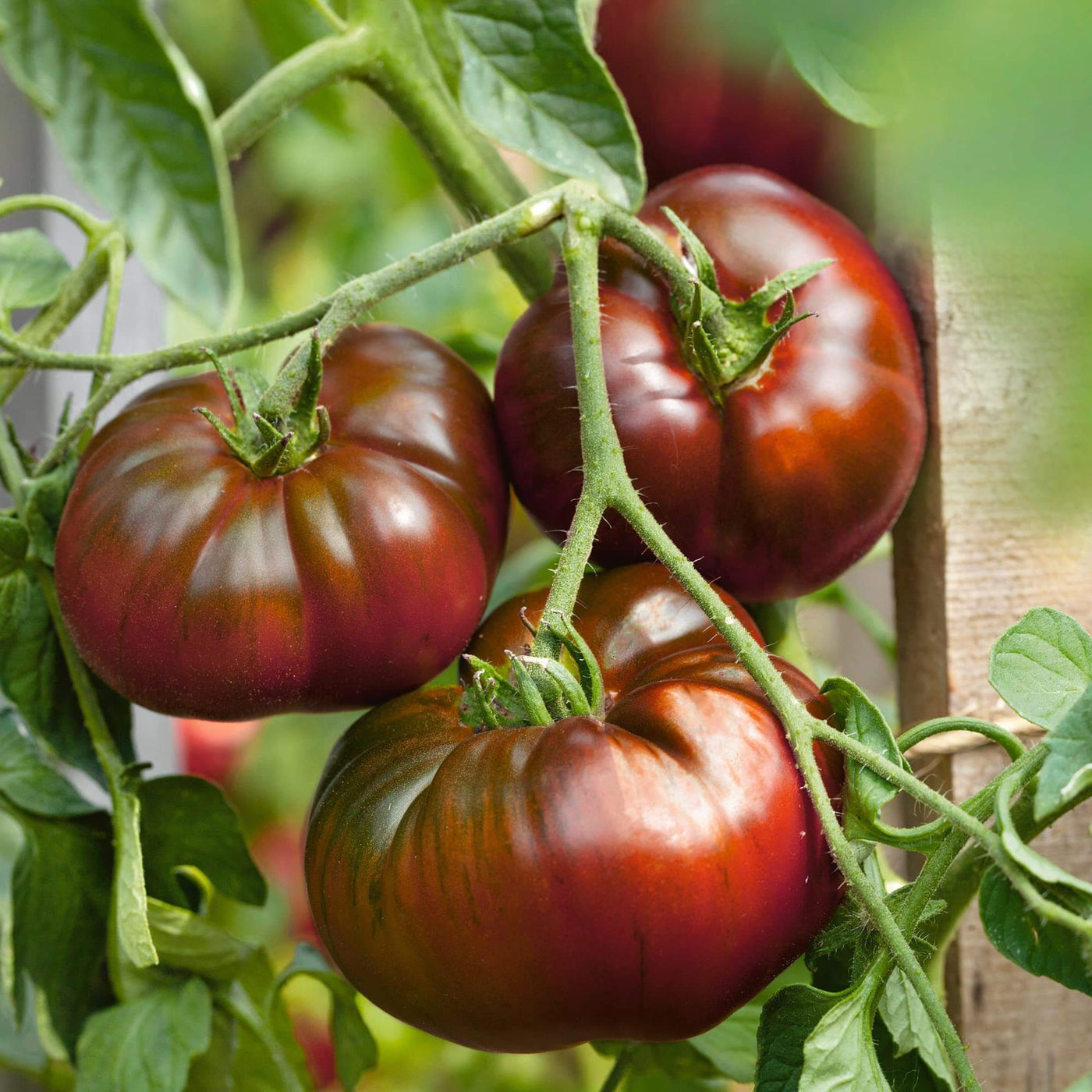 Marron Green Tomato Seeds