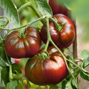 Marron Green Tomato Seeds
