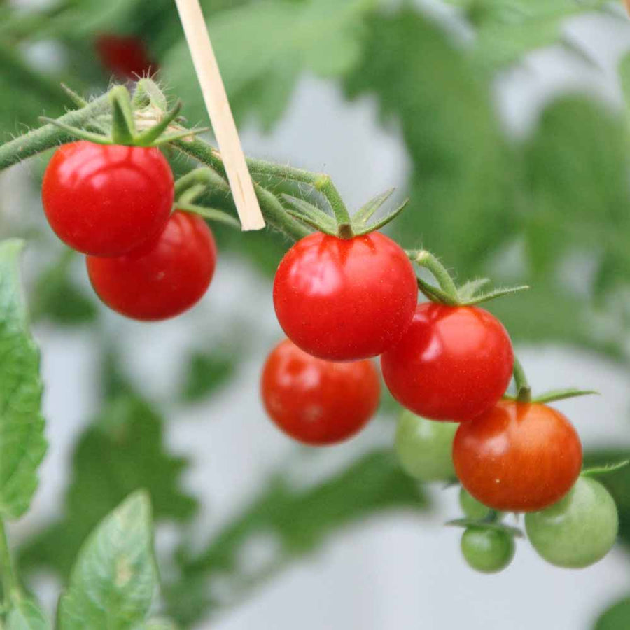 Mexican Silly Tomato Seeds