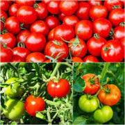 Mixed Tomato Seeds