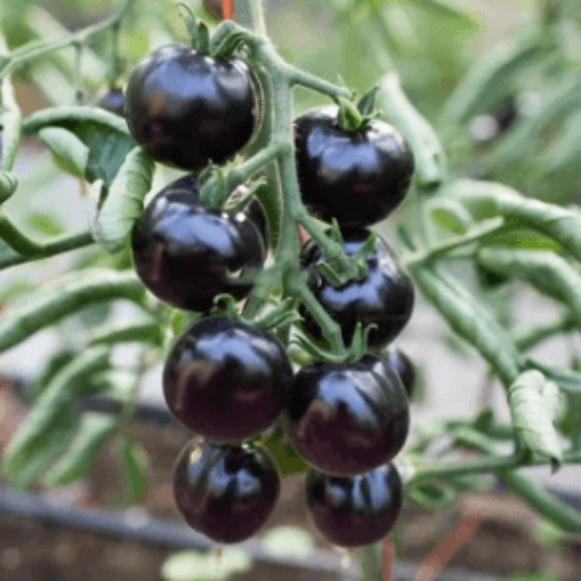 Mixed Black Tomato Seeds