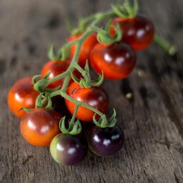 Mixed Blueberries Tomato Seeds