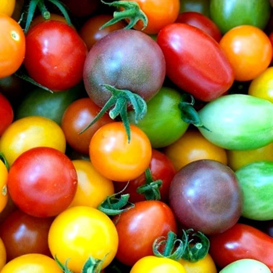 Mixed Cherry Tomato Seeds