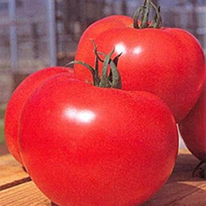 Momotaro Tomato Seeds