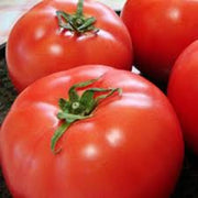 Momotaro Tomato Seeds