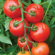 Mountain Tomato Seeds