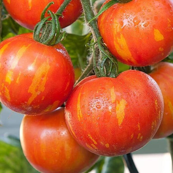 Mr. Stripey Tomato Seeds