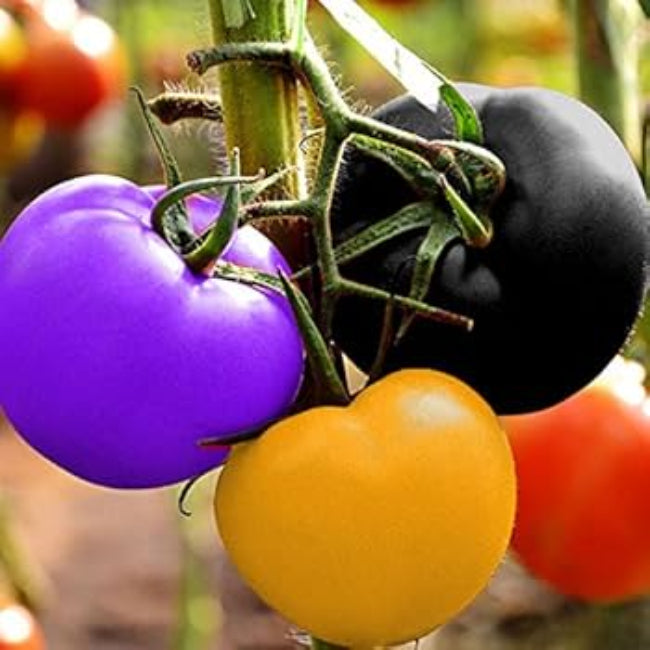 Multi-Colour Tomato Seeds