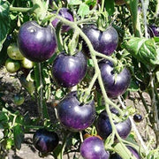Navy Blue Tomato Seeds