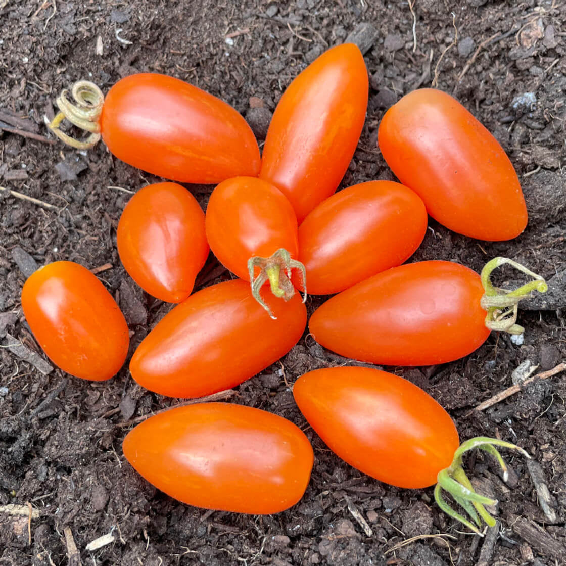 Orange Grape Tomato Seeds