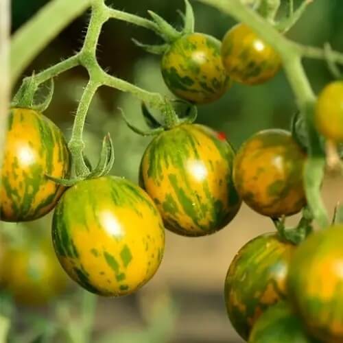 Orange Green Tomato Seeds
