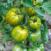 Orange Green Tomato Seeds