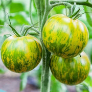 Orange Green Tomato Seeds