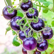 Purple Cherry Tomato Seeds