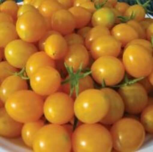 Papadennis Tomato Seeds