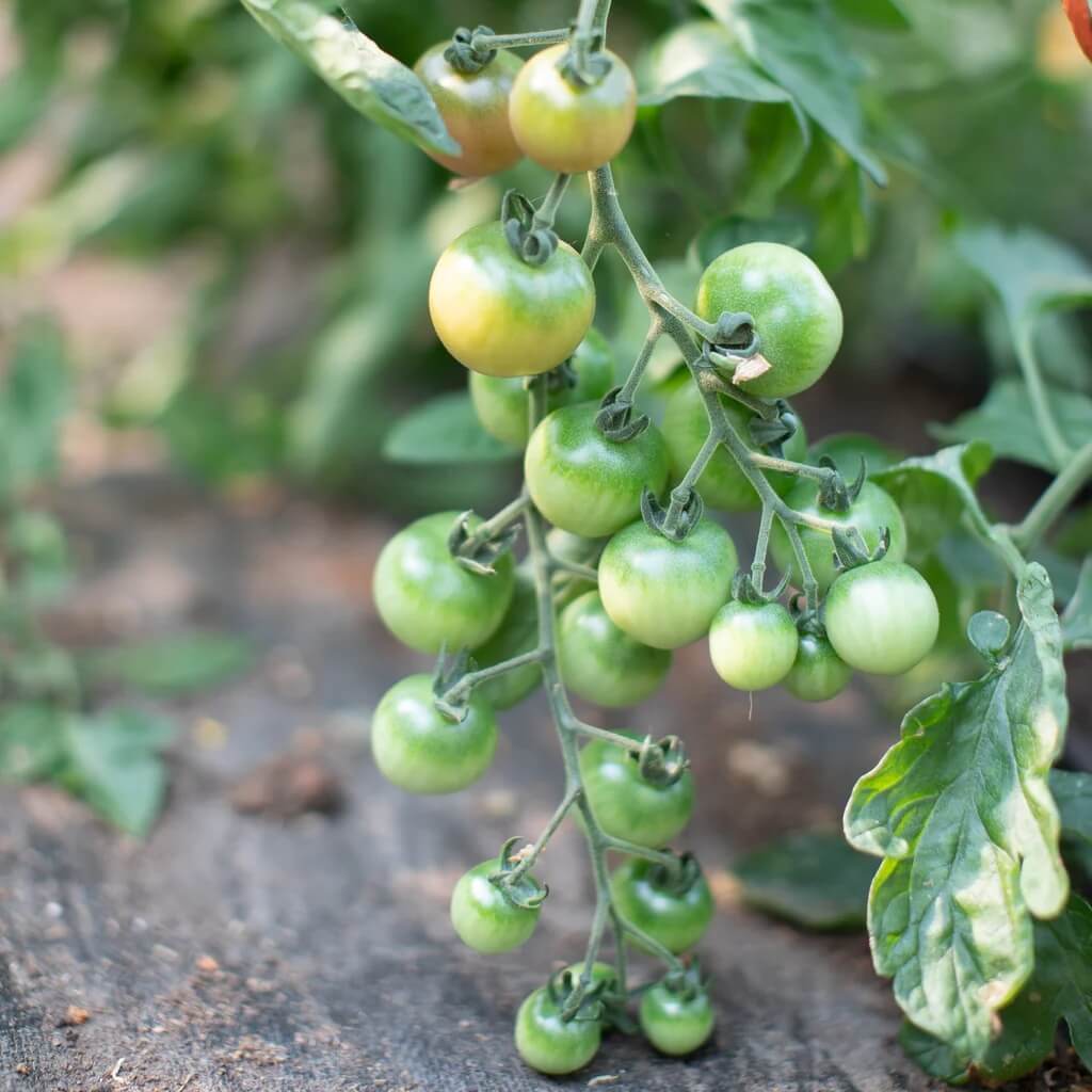 Parrot Green Tomato Seeds