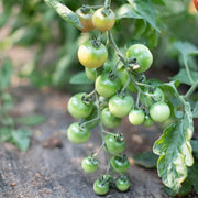 Parrot Green Tomato Seeds