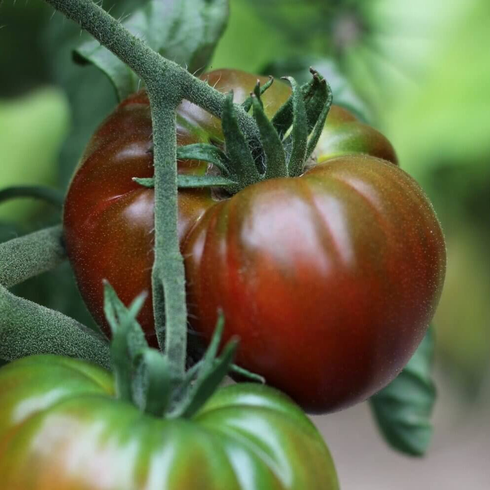 Paul Robeson Tomato Seeds