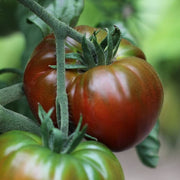 Paul Robeson Tomato Seeds
