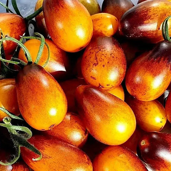 Pear Drops Tomato Seeds