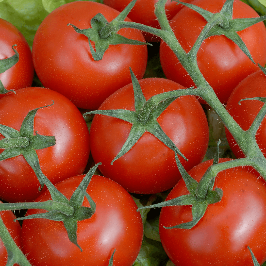Peron Sprayless Tomato Seeds