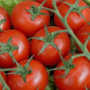 Peron Sprayless Tomato Seeds